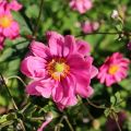 Anemone Margarete