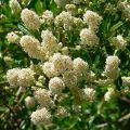 Ceanoto thyrsiflorus Millerton Point