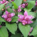 Chelone obliqua - Cabeza de tortuga