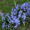 Gloria de la nieve - Chionodoxa sardensis