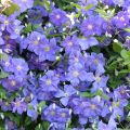 Clematis Perle d'Azur