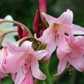 Crinum powellii Rosea - Lirios de pantanos