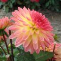 Dalia enana Delighing Glow