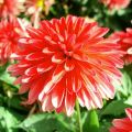 Dalia enana Fluorescent Glow