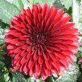 Dalia enana Frivoleus Glow