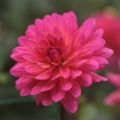 Dalia decorativa Karma Fucsiana