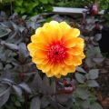 Dalia decorativa David Howard