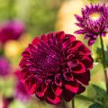 Dalia decorativa Le Baron