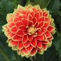 Dalia decorativa Maxime