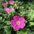 Erodium Bishop's Form - Alfileria