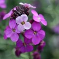Erysimum Poem Lavender - Alhelí