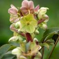 Eléboro de Stern - Helleborus sternii