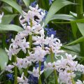 Jacinto Multiflora Pink - Jacinto fragante