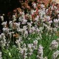 Lavanda angustifolia Rosea
