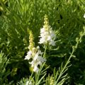 Linaria purpurea Alba - Boca de lobo