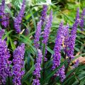 Liriope muscari - Serpentina