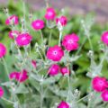 Lychnis coronaria - Clavel lanudo
