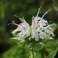 Bergamota silvestre Schneewittchen