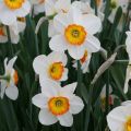 Narciso Flower Record