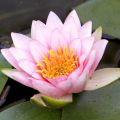 Nenúfar Fabiola - Nymphaea