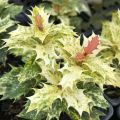 Osmanthus heterophyllus Tricolor - Acebo chino