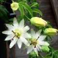 Passiflora caerulea Constance Elliot - Flor de la pasión