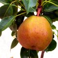 Peral enano Garden Gem Pyred