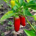 Pimiento Lamuyo F1 (planta)