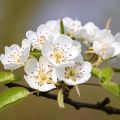 Pyrus pyraster - Peral silvestre