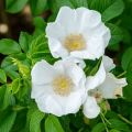 Rosal rugosa Alba