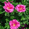 Rosal rugosa Roseraie de l'Haÿ