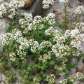 Sedum album Coral Carpet - Uva de gato