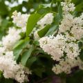 Lila Comtesse D'Harcourt - Syringa vulgaris