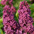 Lila Souvenir de Louis Spaeth - Syringa vulgaris