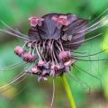 Tacca chantrieri - Planta murciélago