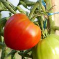 Jitomate silvestre Cuor di Bue (planta)