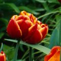 Tulipán doble de flor tardía Allegretto