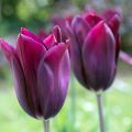 Tulipán flor de lis Merlot