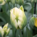 Tulipán Viridiflora Spring Green