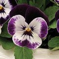 Viola cornuta Penny F1 Mickey - Violeta