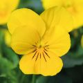 Viola cornuta Xp Sorbet F1 Yellow - Violeta