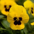 Viola cornuta Sorbet XP Yellow Blotch - Violeta