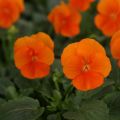 Viola cornuta Sorbet Xp Deep Orange - Violeta