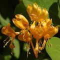 Lonicera brownii Golden Trumpet - Madreselva