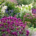 Monarda Scorpion - Bergamota silvestre