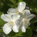 Philadelphus coronarius - Celinda