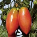 Tomate Cornabel