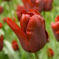 Tulipán Triunfo Jan Reus