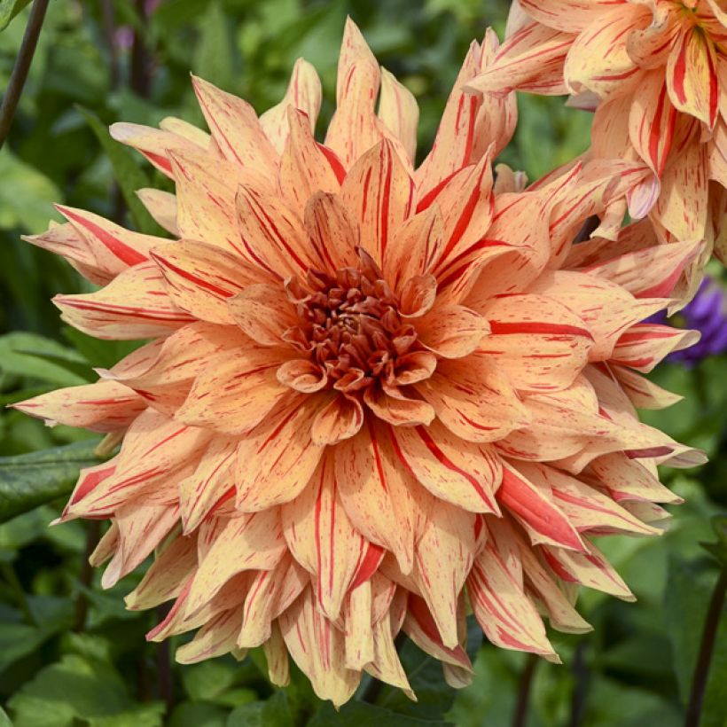 Dalia decorativa Clown (Floración)
