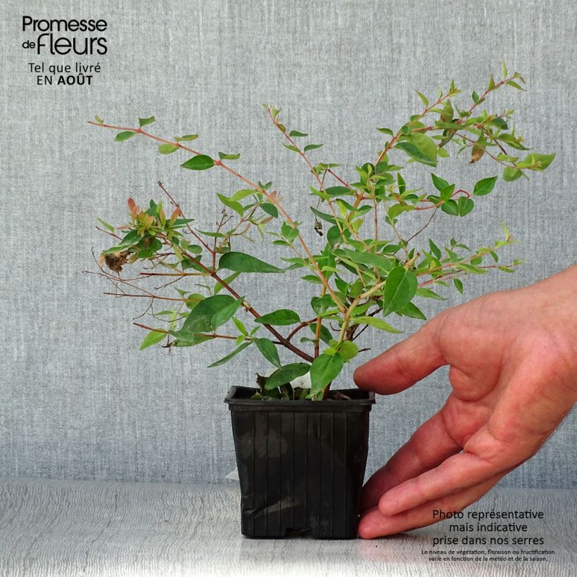 Ejemplar de Abelia grandiflora Edward Goucher Maceta de 8/9 cmAltura de entrega aprox. 10/15cm entregado en verano